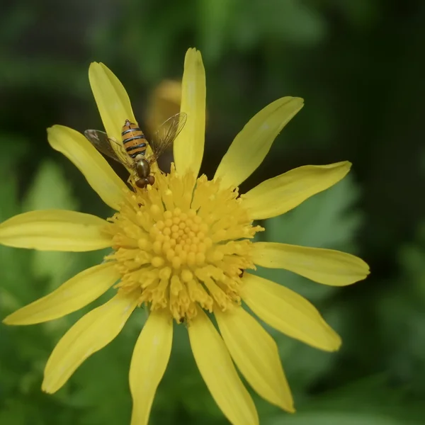 Bee on yellow daisy — Stock Photo, Image