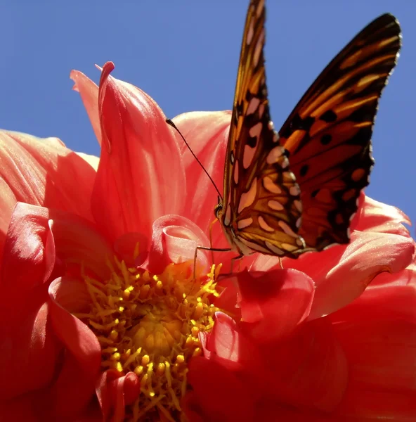 Schmetterling in der Mitte der roten Dahlie Stockbild