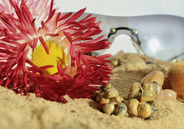 Sonnenbrille Blumen und Schnecken im Sand — Stockfoto