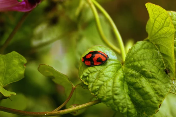 Coccinelle sur la végétation en vert clair — Photo