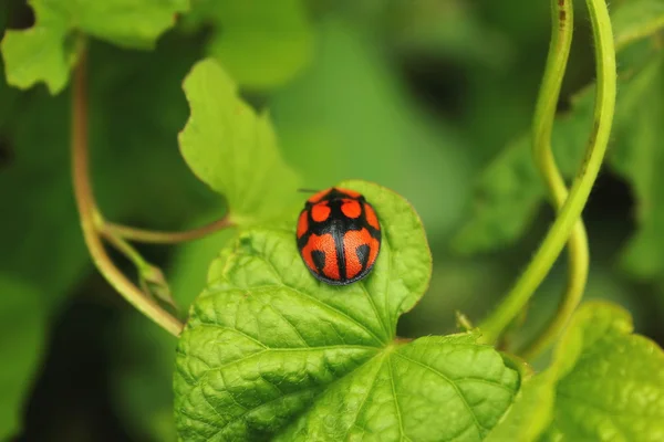 Ladybug on vegetation in light green — Stock Photo, Image