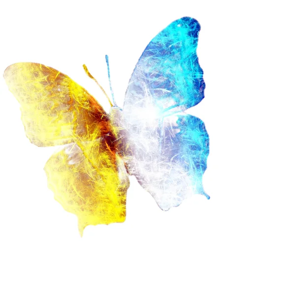 Butterfly on white background — Stock Photo, Image