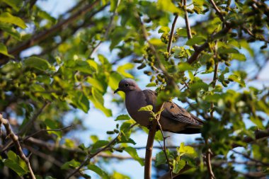 kumru on ağacının dalları