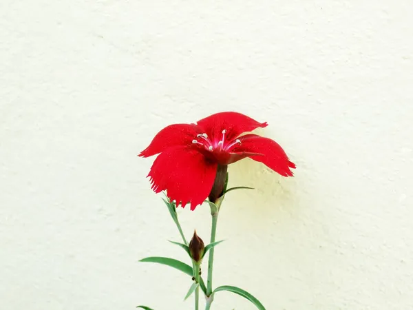 Dianthus barbatus —  Fotos de Stock