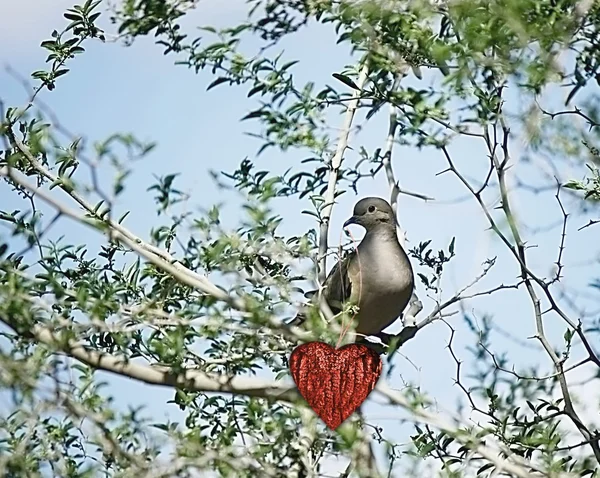 San Valentino — Foto Stock