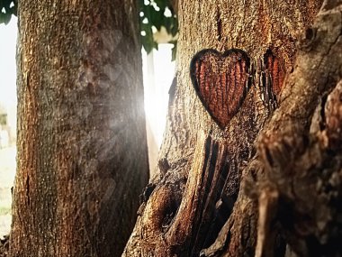 ağaç üzerinde kalp şeklinde