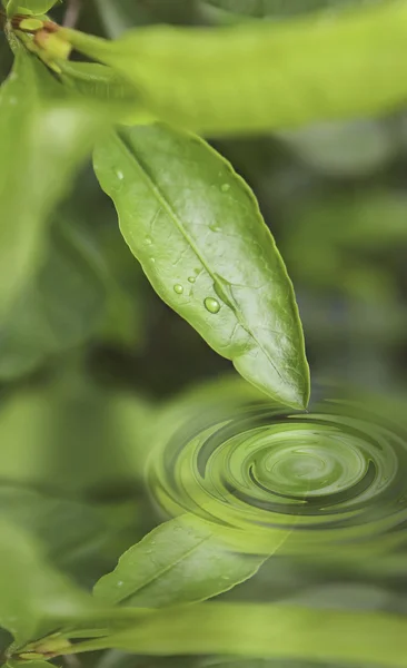 Wasserkreise — Stockfoto