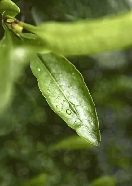 Círculos aquáticos — Fotografia de Stock