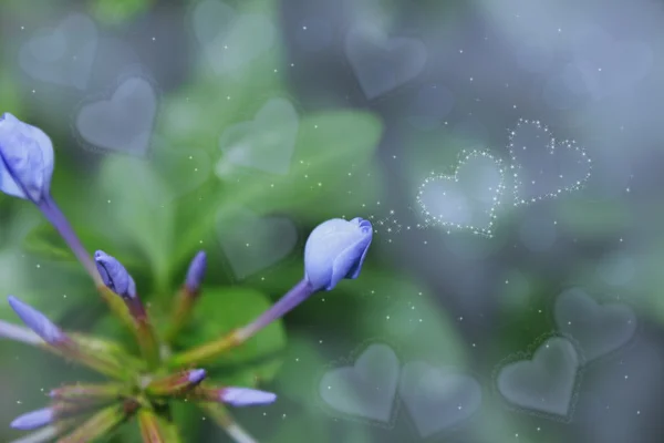 Schöne Blumen — Stockfoto