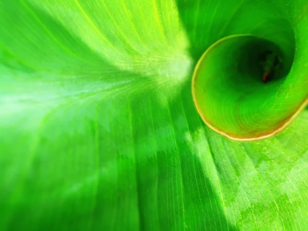 Hoja — Foto de Stock