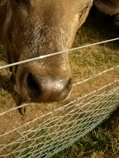 Голова коровы — стоковое фото