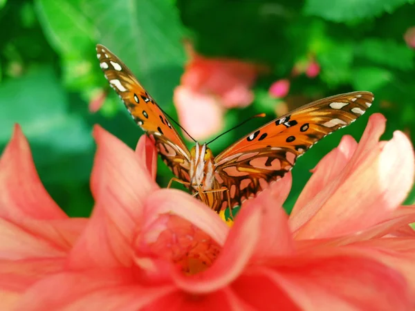 Orange butterfly — Stock Photo, Image