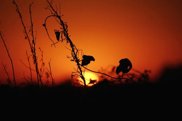 Sunset on cloudless day — Stock Photo, Image