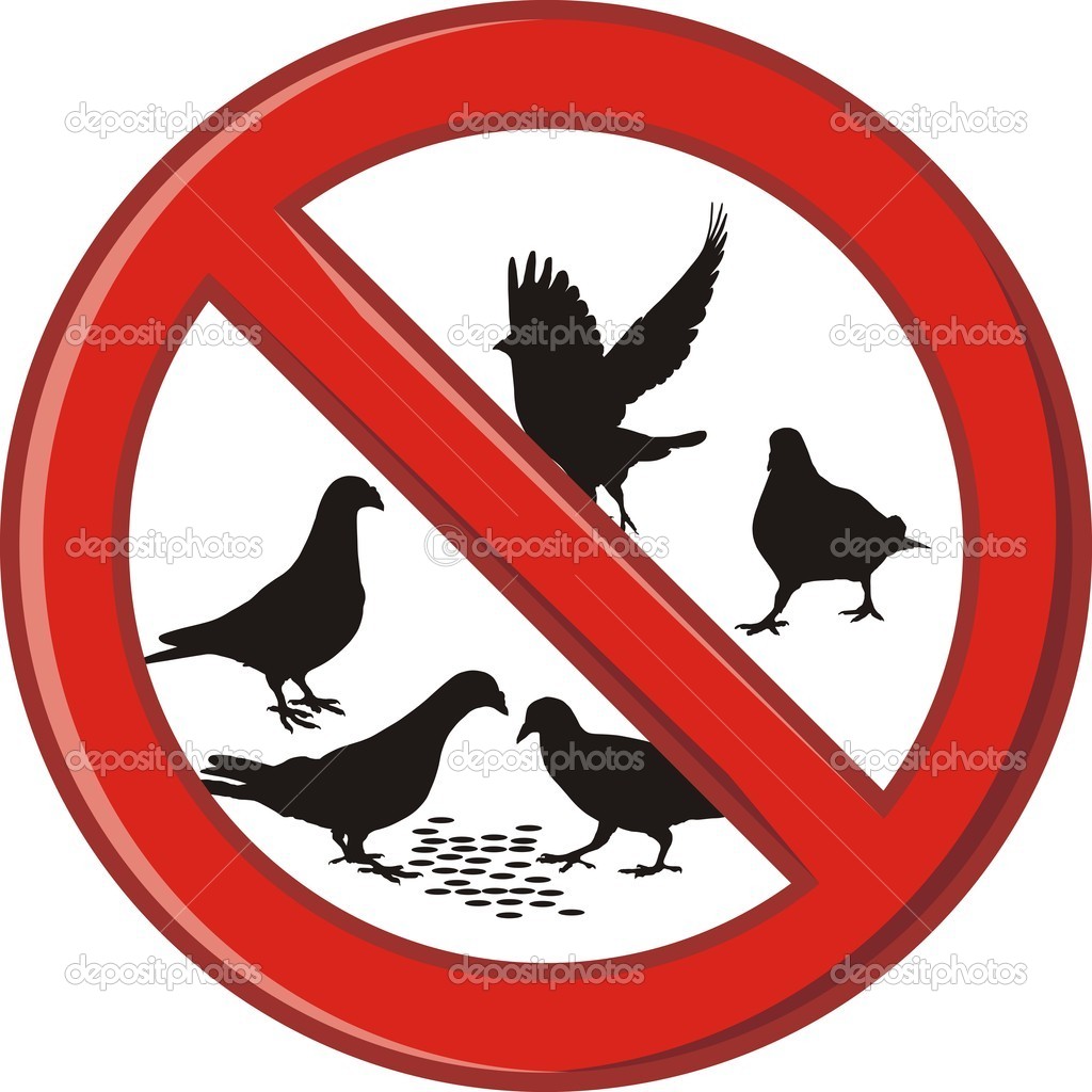 Ban on feeding pigeons