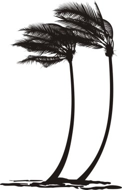 palmiye ağaçları Rüzgar