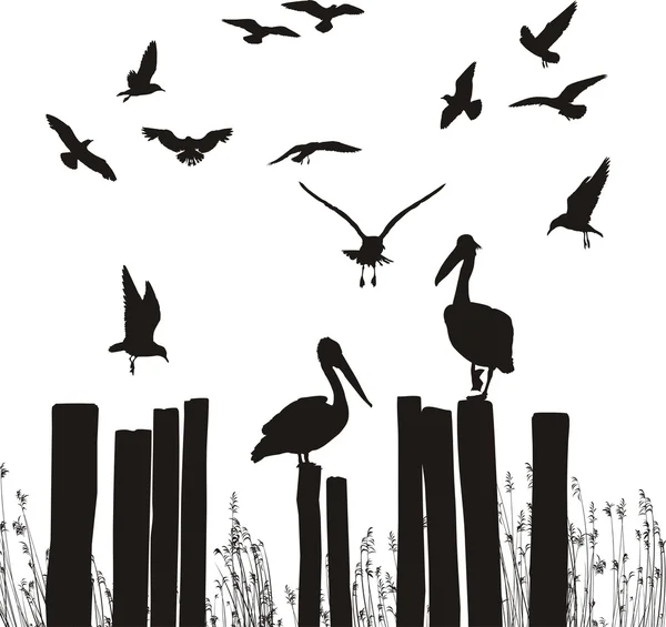 Meeuwen en pelikanen — Stockvector