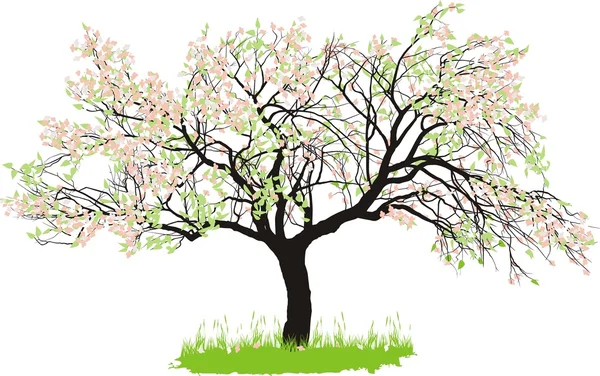 Apfelbaum im Frühling — Stockvektor