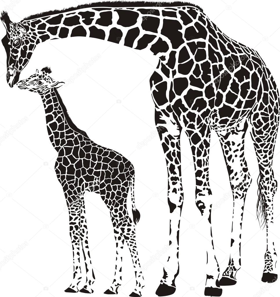 Animal Family of Giraffes