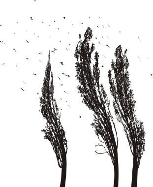 Poplars in the wind clipart