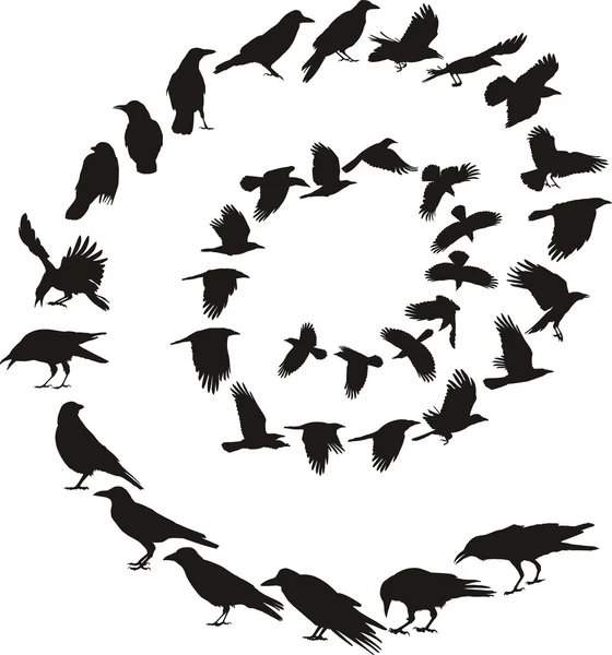 Carrion Crow in a spiral — Stock Vector