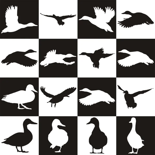 Fond noir et blanc avec Canards colverts — Image vectorielle