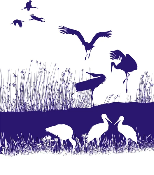 Storks on the shore — Stock Vector