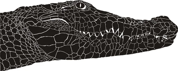 Krokodil huvud — Stock vektor