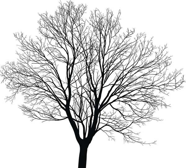 Arce joven árbol — Vector de stock