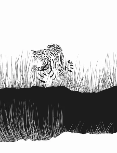 Illustration Black White Background Tiger Tall Grass — Stock Vector