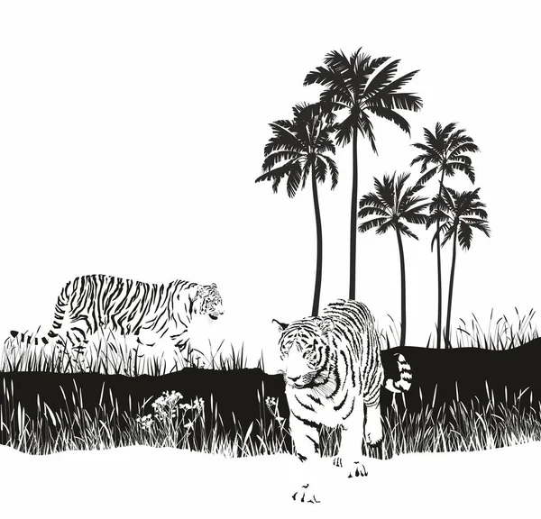 Black White Vector Drawing Two Tigers Wild — Stock Vector