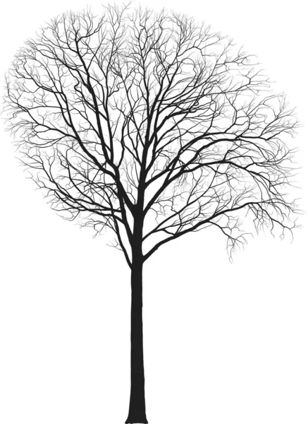 Dibujo Vectorial Arce Árbol Alto Viejo Que Crece Borde Del — Vector de stock