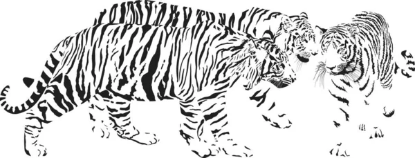 Vetor Gráficos Preto Branco Três Tigres Tigres Panthera Latina Tigris — Vetor de Stock