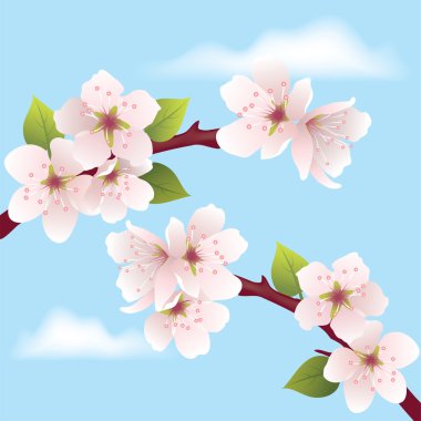 vektör kiraz Şubesi