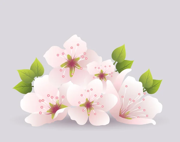 Vector cherry flowers — Stock Vector