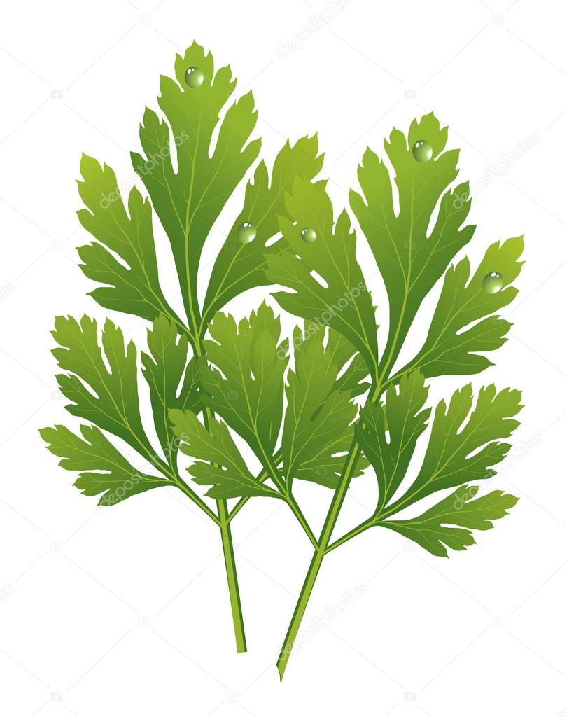 vector parsley