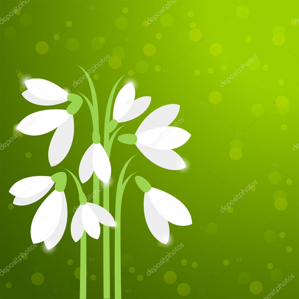 vector  snowdrops, first spring flowers