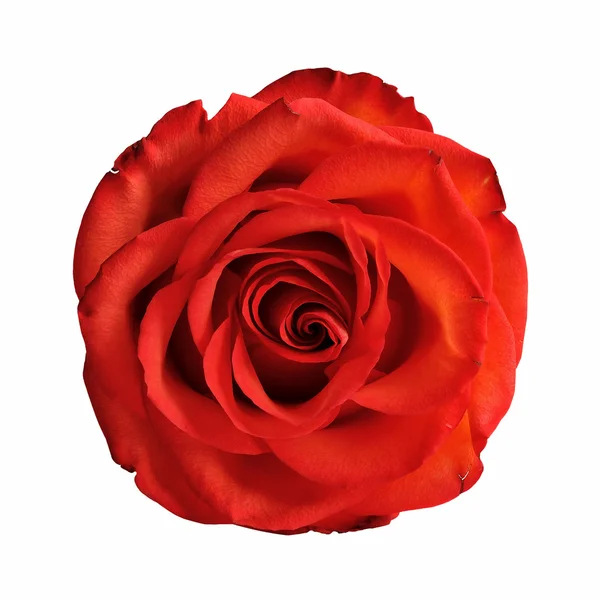 Rote Rose — Stockfoto