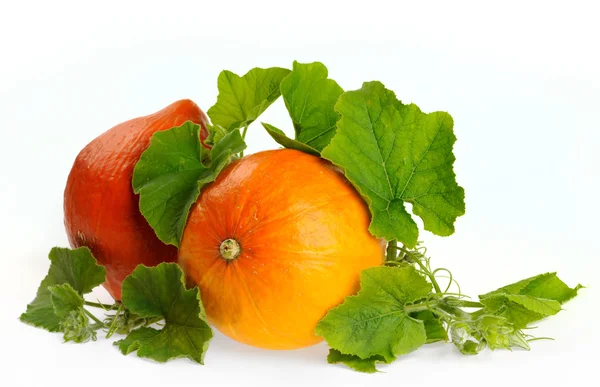 Citrouilles jaunes légumes aux feuilles vertes isolées — Photo