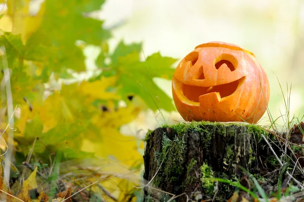 Halloween eng pompoen in herfst bos — Stockfoto