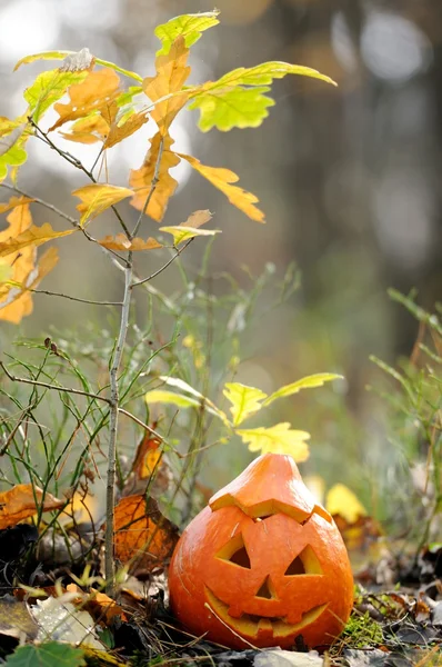 Хеллоуїн лякає гарбуз в осінньому лісі — стокове фото