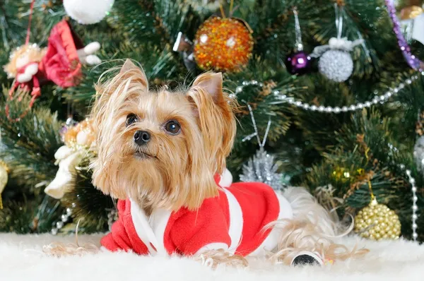 Χαριτωμένο Yorkshire Terrier μπροστά από χριστουγεννιάτικο δέντρο — Φωτογραφία Αρχείου