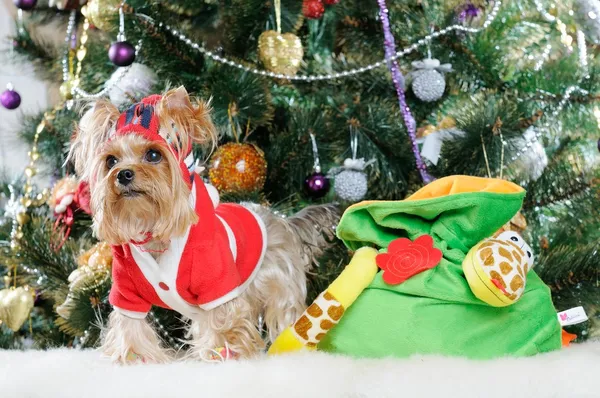 Söt Yorkshire Terrier framför julgranen — Stockfoto