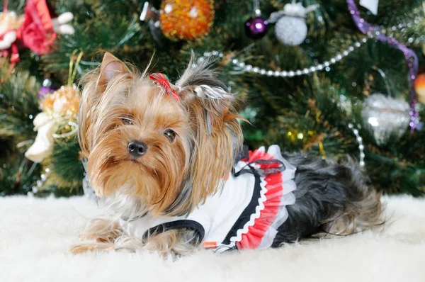 Lindo Yorkshire Terrier frente al árbol de Navidad —  Fotos de Stock