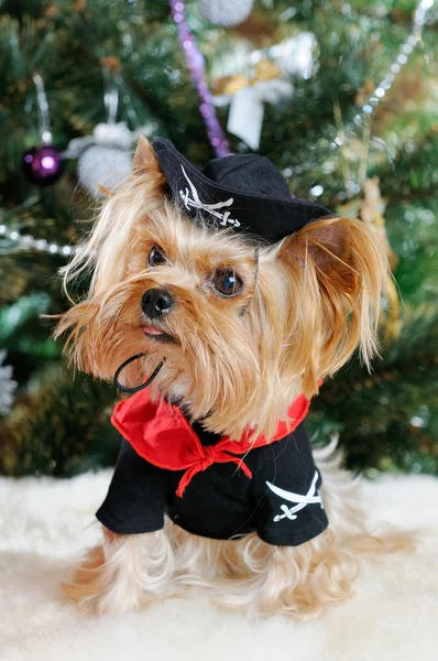 Cute Yorkshire Terrier in front of Christmas tree — Stock Photo, Image