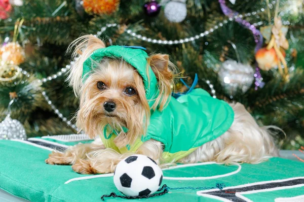 Cute Yorkshire Terrier przed choinką — Zdjęcie stockowe