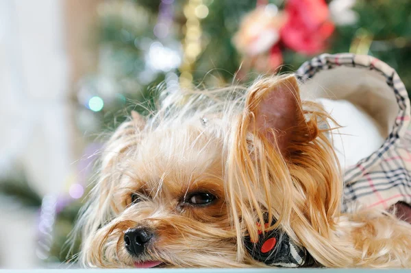 Niedlicher yorkshire terrier vor dem weihnachtsbaum — Stockfoto