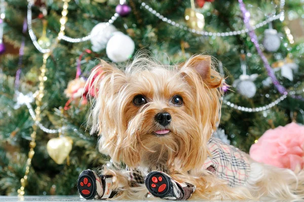 Χαριτωμένο Yorkshire Terrier μπροστά από χριστουγεννιάτικο δέντρο — Φωτογραφία Αρχείου