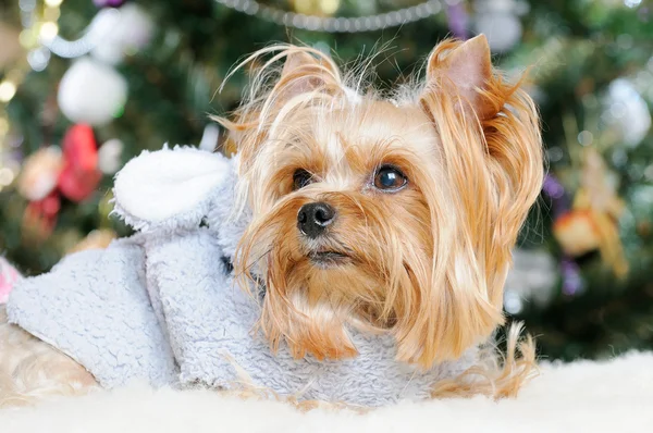 Χαριτωμένο Yorkshire Terrier μπροστά από χριστουγεννιάτικο δέντρο — Φωτογραφία Αρχείου