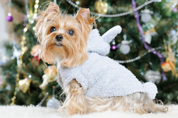 Cute Yorkshire Terrier in front of Christmas tree — Stock Photo, Image