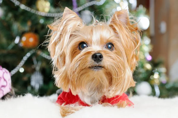 Leuke Yorkshire Terrier voor de kerstboom — Stockfoto